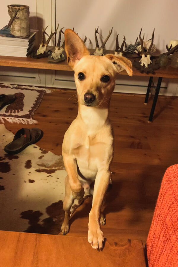 Gino, il cane di Daniele